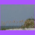 Sea Oats 2.jpg